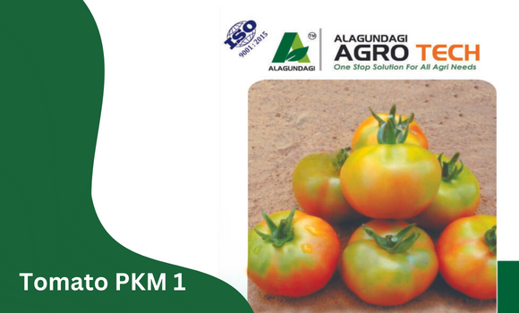 Tomato PKM 1