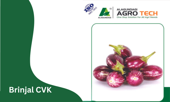 Brinjal