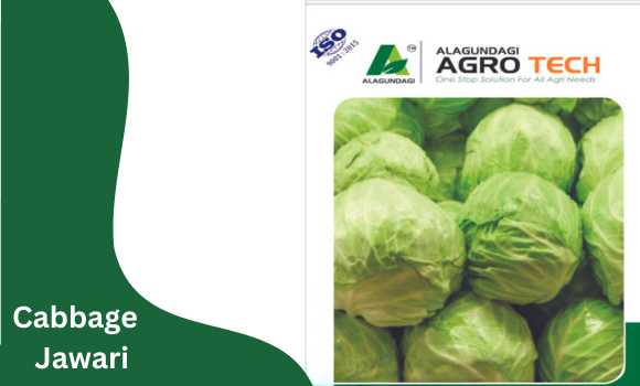 Cabbage Jawari