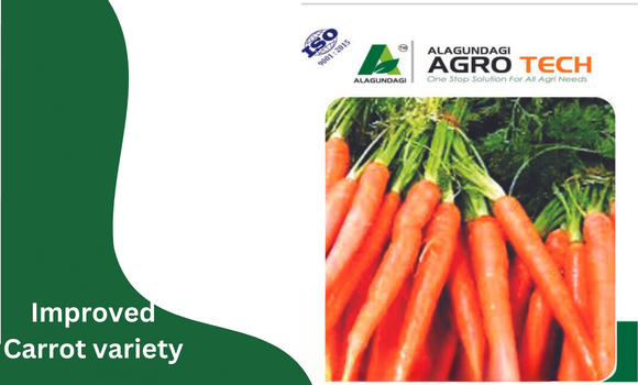 Carrot Improved Variety.