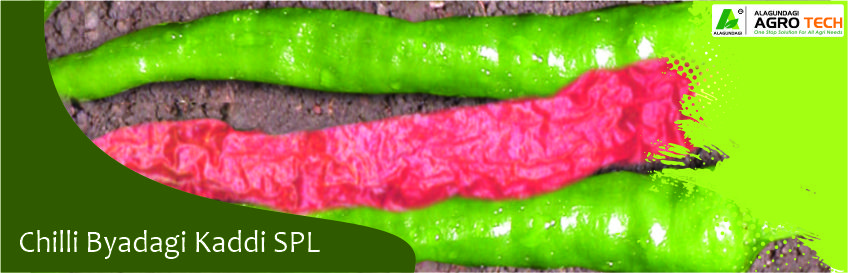 Chilli Byadagi Kaddi