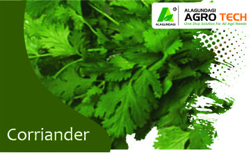 Corriander