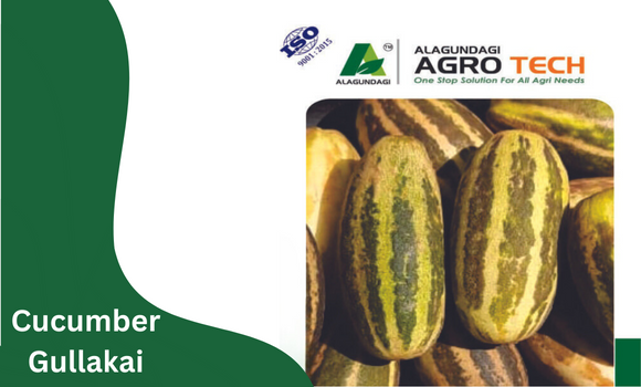 Cucumber Gullakai