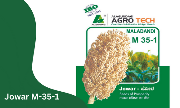 Jowar