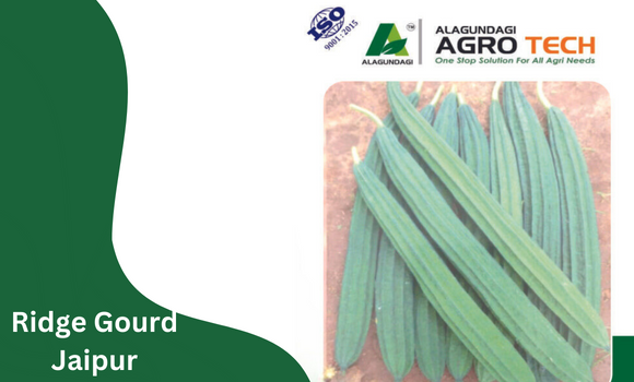 Ridge Gourd Malapur