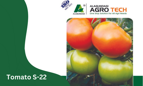 Tomato S 22
